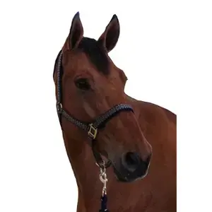 Canter Halster och ledstång för häst Sonoma I lager