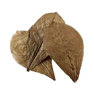 Hobby Vattenberedare Nano Catappa Leaves (x12) Expressleverans