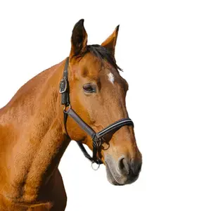 Equithème Hästgrimma i nylon Domino Extra rabatt