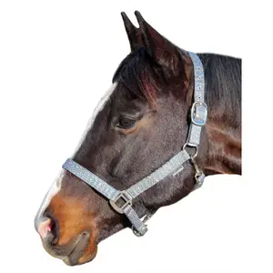 Canter Halster för häst Malibu Begränsat antal
