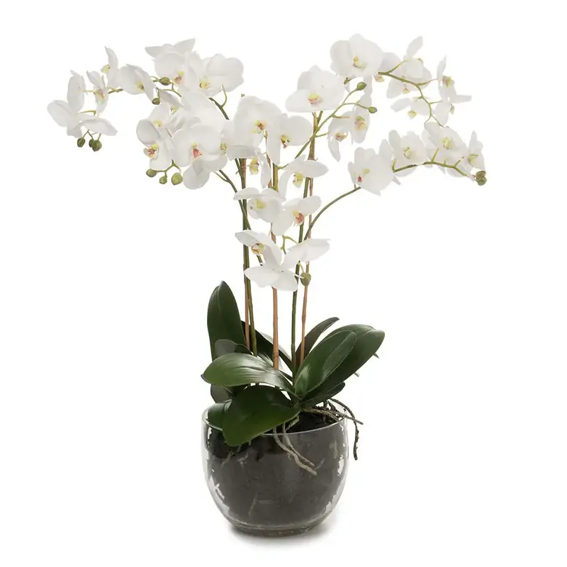 Beställ idag Mr Plant, Phalaenopsis Orkidée 70 cm Vit
