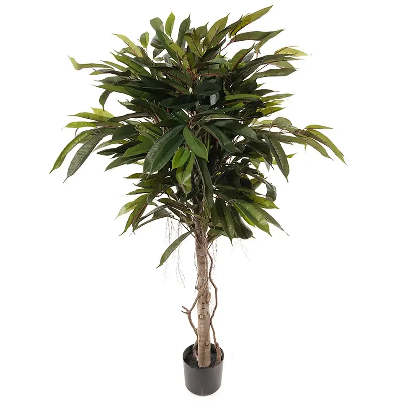Begränsat antal Mr Plant, Longifoliaträd 150 cm